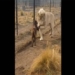 video king meets white lion dog with action is 129931