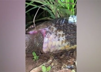 video snake eating 4m long eel caught while swallowing 129861