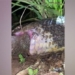 video snake eating 4m long eel caught while swallowing 129861