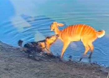 video struck by a giraffe dimmed for the royal water then fled 130013