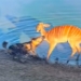 video struck by a giraffe dimmed for the royal water then fled 130013