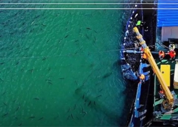 video technology fish farming on sa mac tan cuong 130414