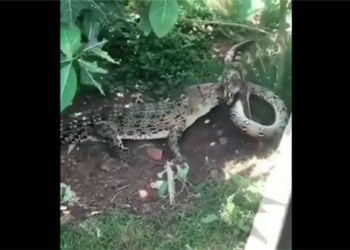 video the battle of fire between alligators and the giant turtle 130500