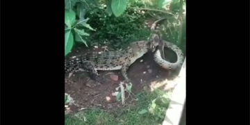video the battle of fire between alligators and the giant turtle 130500
