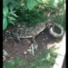 video the battle of fire between alligators and the giant turtle 130500