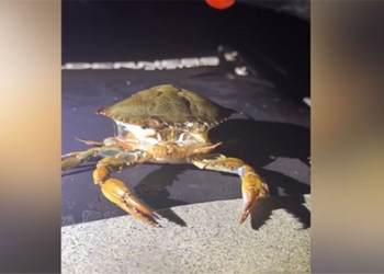 video transformation of rare species 131252