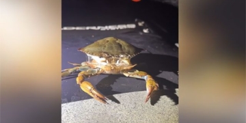 video transformation of rare species 131252