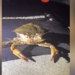 video transformation of rare species 131252