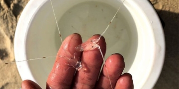 vietnam can produce shrimp breeding 131217