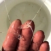vietnam can produce shrimp breeding 131217