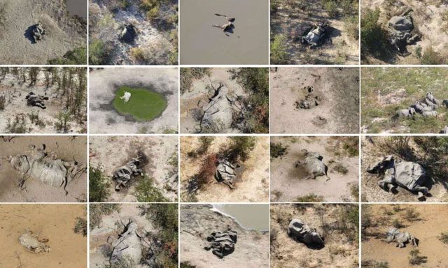 Images of dead elephants found throughout Botswana and Zimbabwe in 2020.