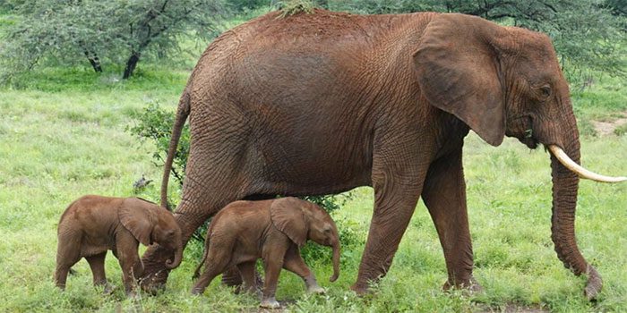 Mother elephant Alto and the twin calves in Samburu National Reserve