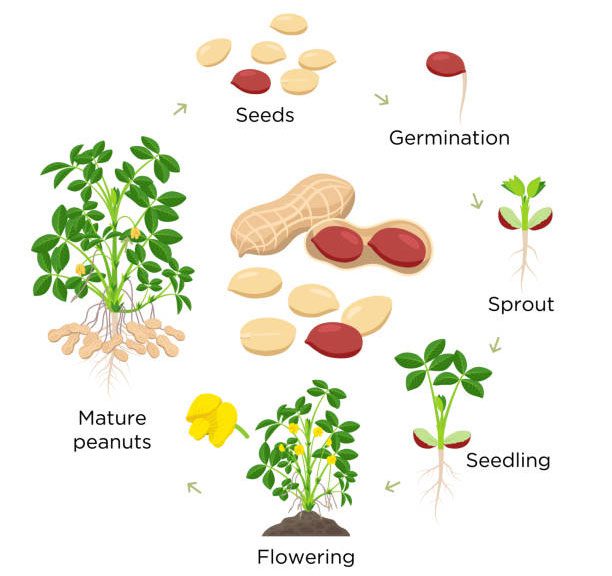 Peanuts are considered a valuable source of protein and vegetable oil.