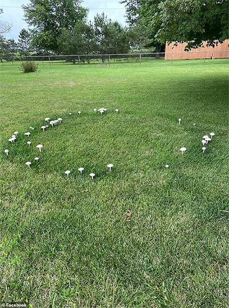 Grass around the base of the mushrooms also grows better, creating a distinct circle.