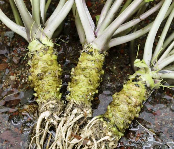 Wasabi plant grown in Japan.