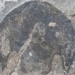 what are the adaptive conditions to preserve species of stone flowers 131044