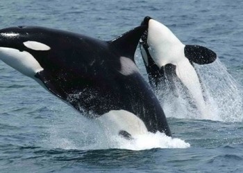 what causes the whale to become a violent predator attack everything 130200