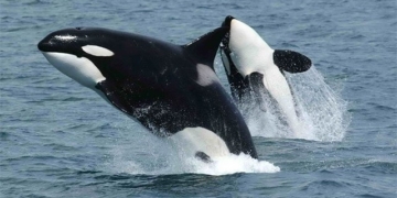 what causes the whale to become a violent predator attack everything 130200