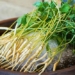 what experts say about the sam mam vegetable lifestyle to improve health 129296