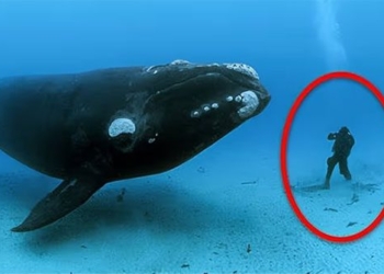 what happens when we accidentally get sucked into a whales belly 129504