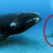 what happens when we accidentally get sucked into a whales belly 129504