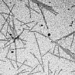 what is the first virus scientifically detected 130454