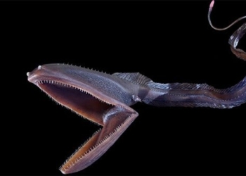 what is the solution for the weird behavior of some fish species living beneath the sea 129624