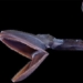 what is the solution for the weird behavior of some fish species living beneath the sea 129624