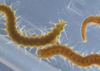 what strange worm separates into a mini version for pairing 131261