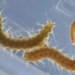 what strange worm separates into a mini version for pairing 131261
