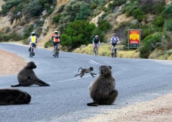 when dogs attack occupy south africa 131266