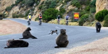 when dogs attack occupy south africa 131266