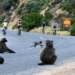 when dogs attack occupy south africa 131266