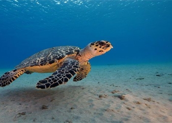 where are the most sea turtles in vietnam 129913