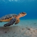 where are the most sea turtles in vietnam 129913