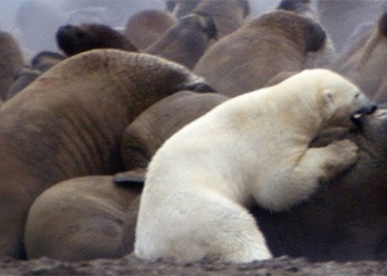 white bear single handedly confronts two ghosts ma 129756