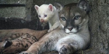 white lion rarely seen in nicaragua zoo 129537