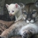 white lion rarely seen in nicaragua zoo 129537