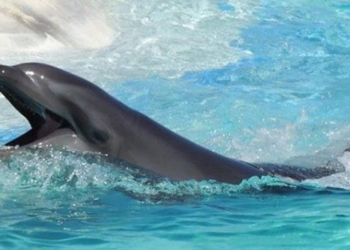 wholphin the offspring of bottlenose dolphin and beluga whale 130048