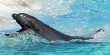 wholphin the offspring of bottlenose dolphin and beluga whale 130048