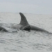 why animals change when raising anothers offspring 129274