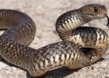 why australia day raises rare animals 131243