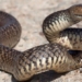 why australia day raises rare animals 131243