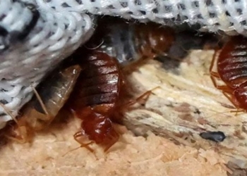 why bed bugs become the nightmare of paris 130401