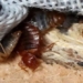 why bed bugs become the nightmare of paris 130401