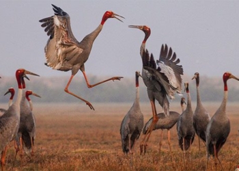 why conservation costs a lot of money 131329