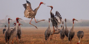 why conservation costs a lot of money 131329