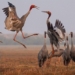 why conservation costs a lot of money 131329
