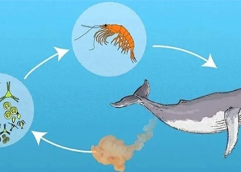 why do green whales like to eat small fish and shrimp 129924
