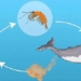 why do green whales like to eat small fish and shrimp 129924